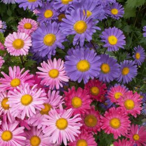 china aster seeds – single mix – 1 pound – pink/purple/white flower seeds, open pollinated seed attracts bees, attracts butterflies, attracts pollinators, easy to grow & maintain, container garden