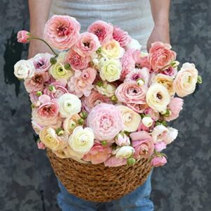 ranunculus bulbs – porcelaine – 40 bulbs – pink flower bulbs, corm attracts bees, attracts pollinators, easy to grow & maintain, fragrant, container garden