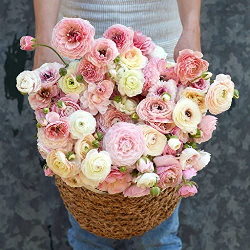 Ranunculus Bulbs - Porcelaine - 40 Bulbs - Pink Flower Bulbs, Corm Attracts Bees, Attracts Pollinators, Easy to Grow & Maintain, Fragrant, Container Garden