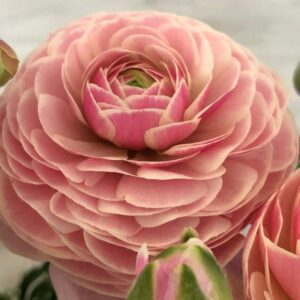 Ranunculus Bulbs - Porcelaine - 40 Bulbs - Pink Flower Bulbs, Corm Attracts Bees, Attracts Pollinators, Easy to Grow & Maintain, Fragrant, Container Garden