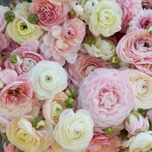 Ranunculus Bulbs - Porcelaine - 40 Bulbs - Pink Flower Bulbs, Corm Attracts Bees, Attracts Pollinators, Easy to Grow & Maintain, Fragrant, Container Garden