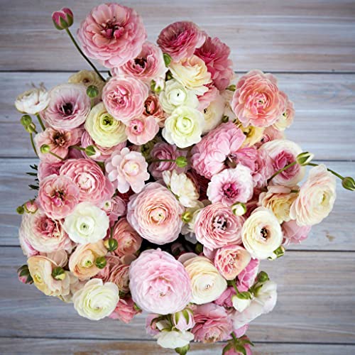 Ranunculus Bulbs - Porcelaine - 40 Bulbs - Pink Flower Bulbs, Corm Attracts Bees, Attracts Pollinators, Easy to Grow & Maintain, Fragrant, Container Garden