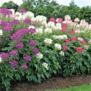 cleome seeds – mixed colors – 1 pound – pink/purple/white flower seeds, heirloom seed attracts bees, attracts butterflies, attracts hummingbirds, attracts pollinators, extended bloom time