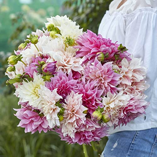 Dahlia Bulbs (Dinnerplate) - Café Au Lait Mix - 10 Bulbs - Mixed Flower Bulbs, Tuber Attracts Pollinators, Easy to Grow & Maintain, Fast Growing, Cut Flower Garden