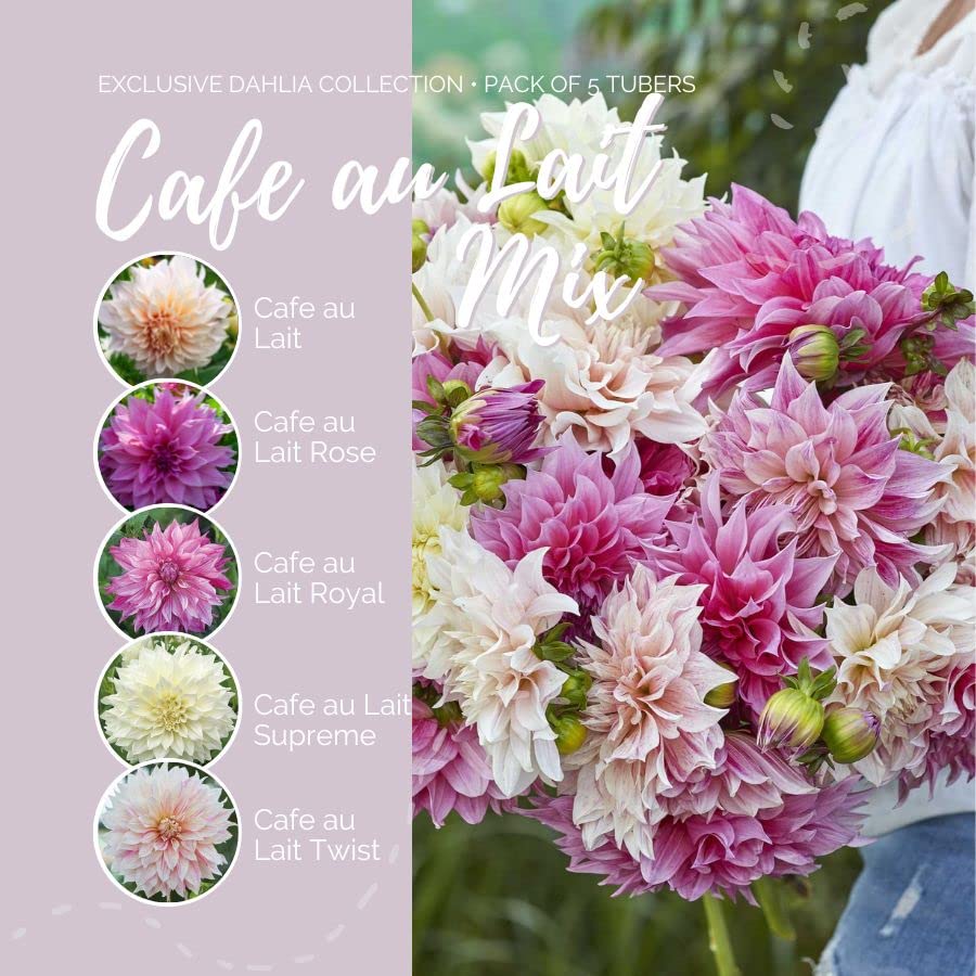 Dahlia Bulbs (Dinnerplate) - Café Au Lait Mix - 10 Bulbs - Mixed Flower Bulbs, Tuber Attracts Pollinators, Easy to Grow & Maintain, Fast Growing, Cut Flower Garden