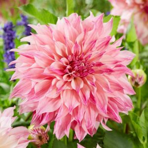 dahlia bulbs (dinnerplate) – cafe au lait rose – 8 bulbs – pink flower bulbs, tuber attracts bees, attracts butterflies, attracts pollinators, easy to grow & maintain, fast growing, cut flower