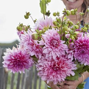 Dahlia Bulbs (Dinnerplate) - Cafe Au Lait Rose - 8 Bulbs - Pink Flower Bulbs, Tuber Attracts Bees, Attracts Butterflies, Attracts Pollinators, Easy to Grow & Maintain, Fast Growing, Cut Flower