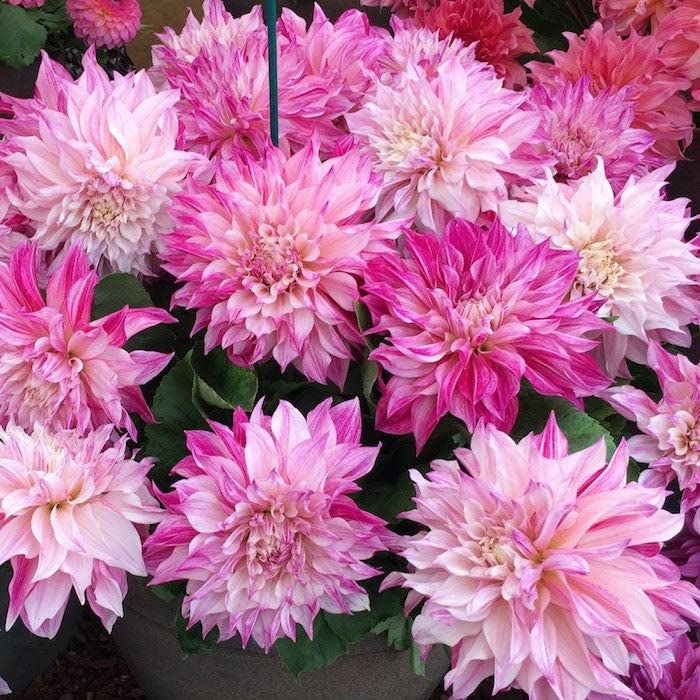 Dahlia Bulbs (Dinnerplate) - Cafe Au Lait Rose - 8 Bulbs - Pink Flower Bulbs, Tuber Attracts Bees, Attracts Butterflies, Attracts Pollinators, Easy to Grow & Maintain, Fast Growing, Cut Flower