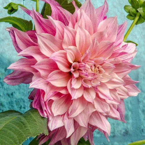 Dahlia Bulbs (Dinnerplate) - Cafe Au Lait Rose - 8 Bulbs - Pink Flower Bulbs, Tuber Attracts Bees, Attracts Butterflies, Attracts Pollinators, Easy to Grow & Maintain, Fast Growing, Cut Flower