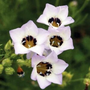 birds eyes seeds – 1 pound – white/purple flower seeds, heirloom seed attracts bees, attracts butterflies, attracts hummingbirds, attracts pollinators, easy to grow & maintain, fragrant, container