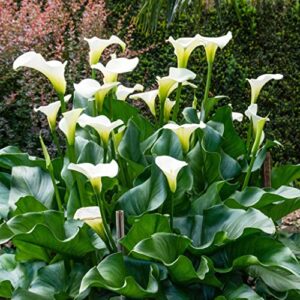 calla lily bulbs – aethiopica – bag of 10, mid summer/white flowers