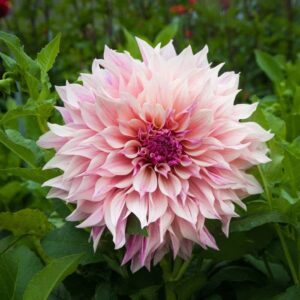 dahlia bulbs (dinnerplate) – cafe au lait royal – 8 bulbs – pink flower bulbs, tuber attracts bees, attracts butterflies, attracts pollinators, easy to grow & maintain, fast growing, cut flower