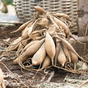 Dahlia Bulbs (Dinnerplate) - Cafe Au Lait Royal - 8 Bulbs - Pink Flower Bulbs, Tuber Attracts Bees, Attracts Butterflies, Attracts Pollinators, Easy to Grow & Maintain, Fast Growing, Cut Flower