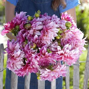 Dahlia Bulbs (Dinnerplate) - Cafe Au Lait Royal - 8 Bulbs - Pink Flower Bulbs, Tuber Attracts Bees, Attracts Butterflies, Attracts Pollinators, Easy to Grow & Maintain, Fast Growing, Cut Flower