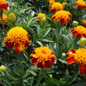 french marigold seeds (dwarf double) – orange flame – 1 pound – orange flower seeds, heirloom seed attracts bees, attracts butterflies, attracts hummingbirds, attracts pollinators