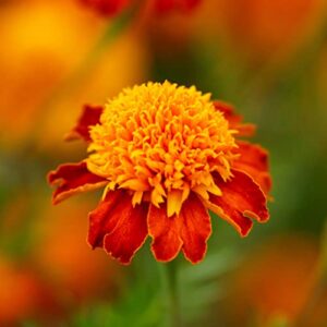 French Marigold Seeds (Dwarf Double) - Orange Flame - 1 Pound - Orange Flower Seeds, Heirloom Seed Attracts Bees, Attracts Butterflies, Attracts Hummingbirds, Attracts Pollinators