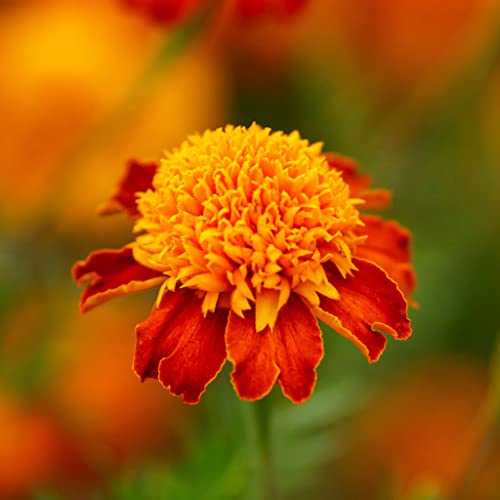 French Marigold Seeds (Dwarf Double) - Orange Flame - 1 Pound - Orange Flower Seeds, Heirloom Seed Attracts Bees, Attracts Butterflies, Attracts Hummingbirds, Attracts Pollinators