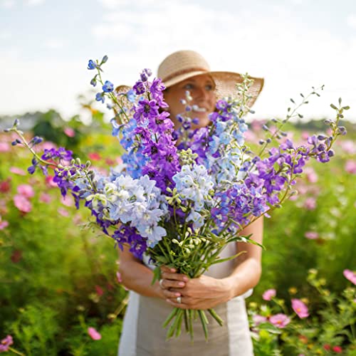 Rocket Larkspur Seeds - Tall Mix - 1 Pound - Pink/Purple/White Flower Seeds, Heirloom Seed, Open Pollinated Seed Attracts Bees, Attracts Butterflies, Attracts Hummingbirds, Attracts Pollinators