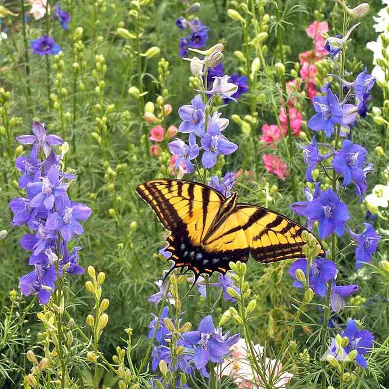 Rocket Larkspur Seeds - Tall Mix - 1 Pound - Pink/Purple/White Flower Seeds, Heirloom Seed, Open Pollinated Seed Attracts Bees, Attracts Butterflies, Attracts Hummingbirds, Attracts Pollinators