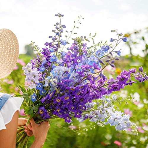 Rocket Larkspur Seeds - Tall Mix - 1 Pound - Pink/Purple/White Flower Seeds, Heirloom Seed, Open Pollinated Seed Attracts Bees, Attracts Butterflies, Attracts Hummingbirds, Attracts Pollinators