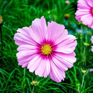 cosmos seeds – gloria – 1 pound – pink flower seeds, open pollinated seed attracts bees, attracts butterflies, attracts hummingbirds, attracts pollinators, easy to grow & maintain, extended bloom