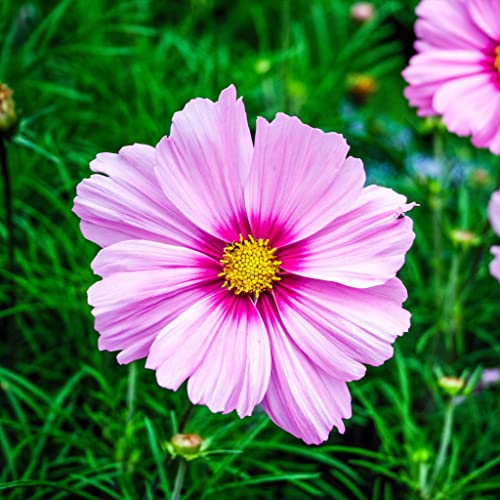 Cosmos Seeds - Gloria - 1 Pound - Pink Flower Seeds, Open Pollinated Seed Attracts Bees, Attracts Butterflies, Attracts Hummingbirds, Attracts Pollinators, Easy to Grow & Maintain, Extended Bloom