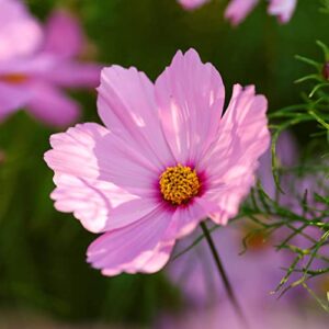 Cosmos Seeds - Gloria - 1 Pound - Pink Flower Seeds, Open Pollinated Seed Attracts Bees, Attracts Butterflies, Attracts Hummingbirds, Attracts Pollinators, Easy to Grow & Maintain, Extended Bloom