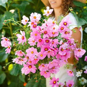 Cosmos Seeds - Gloria - 1 Pound - Pink Flower Seeds, Open Pollinated Seed Attracts Bees, Attracts Butterflies, Attracts Hummingbirds, Attracts Pollinators, Easy to Grow & Maintain, Extended Bloom