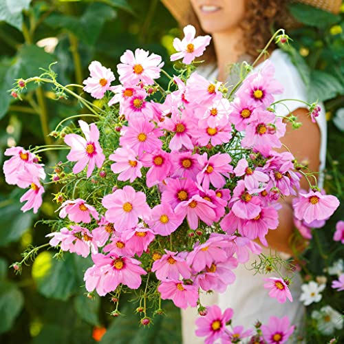 Cosmos Seeds - Gloria - 1 Pound - Pink Flower Seeds, Open Pollinated Seed Attracts Bees, Attracts Butterflies, Attracts Hummingbirds, Attracts Pollinators, Easy to Grow & Maintain, Extended Bloom