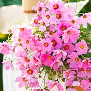 Cosmos Seeds - Gloria - 1 Pound - Pink Flower Seeds, Open Pollinated Seed Attracts Bees, Attracts Butterflies, Attracts Hummingbirds, Attracts Pollinators, Easy to Grow & Maintain, Extended Bloom