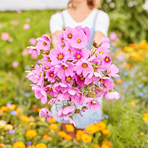 Cosmos Seeds - Gloria - 1 Pound - Pink Flower Seeds, Open Pollinated Seed Attracts Bees, Attracts Butterflies, Attracts Hummingbirds, Attracts Pollinators, Easy to Grow & Maintain, Extended Bloom