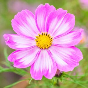 cosmos seeds – candystripe – 1 pound – white/pink flower seeds, open pollinated seed attracts bees, attracts butterflies, attracts hummingbirds, attracts pollinators, easy to grow & maintain