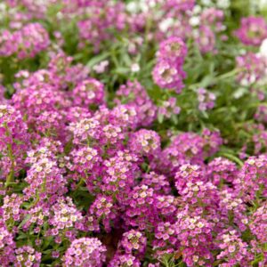 Alyssum Seeds - Rosie O'Day - 1/4 Pound - Pink Flower Seeds, Open Pollinated Seed Attracts Bees, Attracts Butterflies, Attracts Pollinators, Fragrant, Container Garden