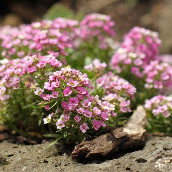 Alyssum Seeds - Rosie O'Day - 1/4 Pound - Pink Flower Seeds, Open Pollinated Seed Attracts Bees, Attracts Butterflies, Attracts Pollinators, Fragrant, Container Garden