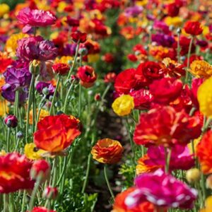 Ranunculus Bulbs - Passion Mix - 100 Bulbs - Mixed Flower Bulbs, Corm Attracts Bees, Attracts Pollinators, Easy to Grow & Maintain, Fragrant, Container Garden