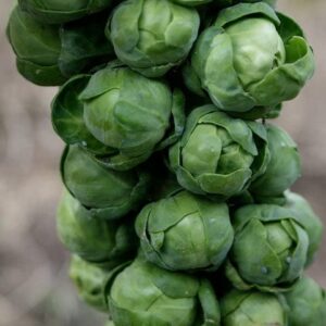 Brussels Sprouts Seeds - Long Island Improved - 5 Pounds - Vegetable Seeds, Heirloom Seed, Open Pollinated Seed Fast Growing, Container Garden