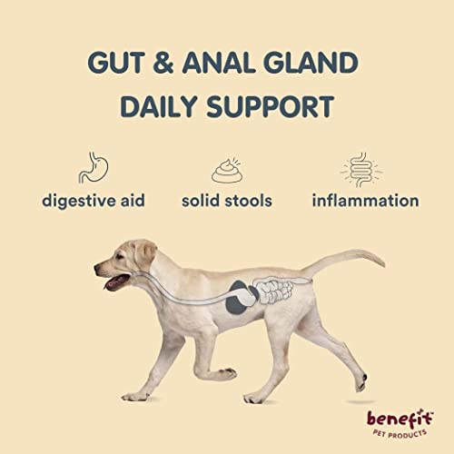 Digestive Soft Chew Supplement for Dogs, Prebiotic, Probiotics, Fiber. Solid Stools & Stop Scooting, Vet-Developed. Allergen-Free, Plant-Based - Made in USA - Benefit Pet Products (Pumpkin, 90ct)