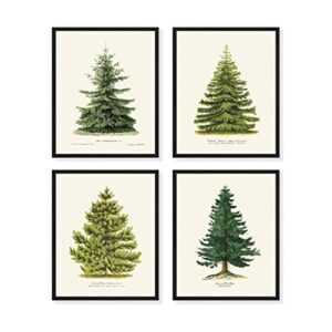 goldie days 4 pine tree prints, 8″ x 10″, winter decor, vintage botanical fir christmas tree prints [unframed]