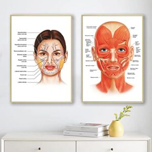 facial artery muscle poster muscle canvas wall art facial anatomy poster for hospital clinic decor doctor artwork facial vessels poster hospital pictures vessels detailed art print 16x24inch no frame