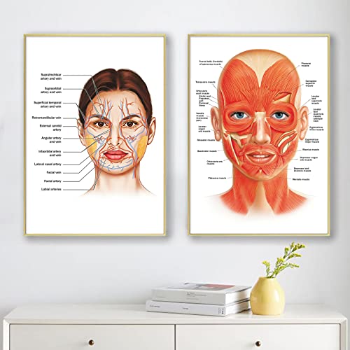 Facial Artery Muscle Poster Muscle Canvas Wall Art Facial Anatomy Poster for Hospital Clinic Decor Doctor Artwork Facial Vessels Poster Hospital Pictures Vessels Detailed Art Print 16x24inch No Frame