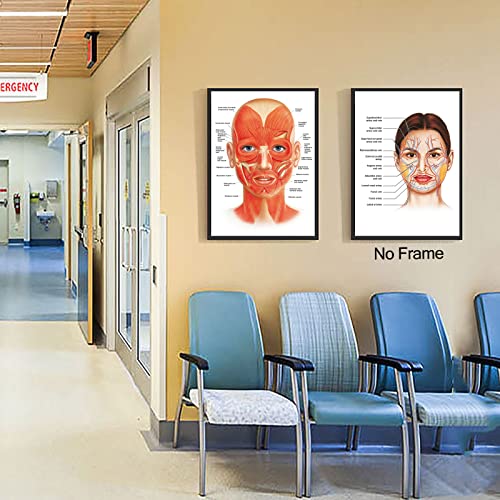 Facial Artery Muscle Poster Muscle Canvas Wall Art Facial Anatomy Poster for Hospital Clinic Decor Doctor Artwork Facial Vessels Poster Hospital Pictures Vessels Detailed Art Print 16x24inch No Frame