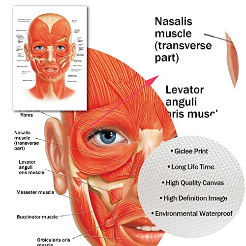 Facial Artery Muscle Poster Muscle Canvas Wall Art Facial Anatomy Poster for Hospital Clinic Decor Doctor Artwork Facial Vessels Poster Hospital Pictures Vessels Detailed Art Print 16x24inch No Frame