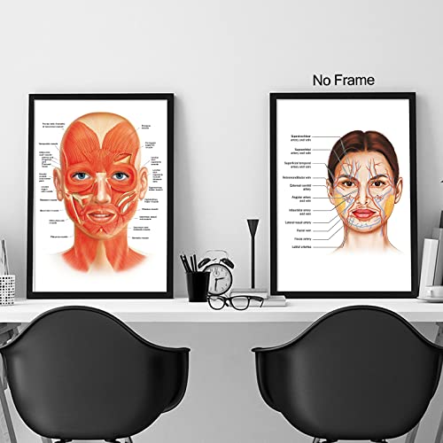 Facial Artery Muscle Poster Muscle Canvas Wall Art Facial Anatomy Poster for Hospital Clinic Decor Doctor Artwork Facial Vessels Poster Hospital Pictures Vessels Detailed Art Print 16x24inch No Frame