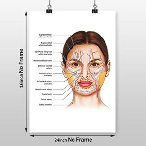 Facial Artery Muscle Poster Muscle Canvas Wall Art Facial Anatomy Poster for Hospital Clinic Decor Doctor Artwork Facial Vessels Poster Hospital Pictures Vessels Detailed Art Print 16x24inch No Frame