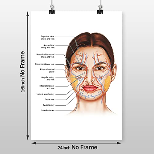 Facial Artery Muscle Poster Muscle Canvas Wall Art Facial Anatomy Poster for Hospital Clinic Decor Doctor Artwork Facial Vessels Poster Hospital Pictures Vessels Detailed Art Print 16x24inch No Frame