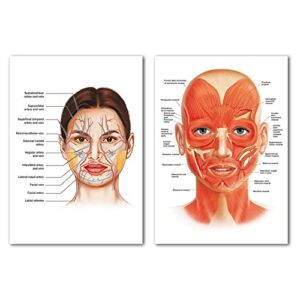 Facial Artery Muscle Poster Muscle Canvas Wall Art Facial Anatomy Poster for Hospital Clinic Decor Doctor Artwork Facial Vessels Poster Hospital Pictures Vessels Detailed Art Print 16x24inch No Frame