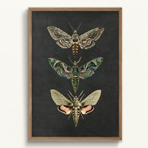 moth canvas wall art nature insect posters vintage nature prints for wall decor vintage animals poster vintage moth wall art educational animal posters insect wall art for kids room 16x24icnh no frame