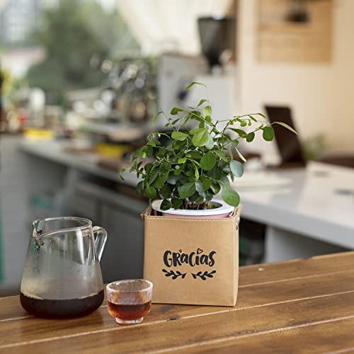 Teweiqi Foldable - Kraft - Paper Plant Baskets for Indoor Potted Plants, Storage Box Storage Basket brown XL 8x8x 8 inches