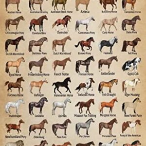 Horse Knowledge Metal Tin Sign Horse Breeds Of The World Retro Poster School Education Country Farm Cafe Living Room Bathroom Kitchen Home Art Wall Decoration Plaque Gift