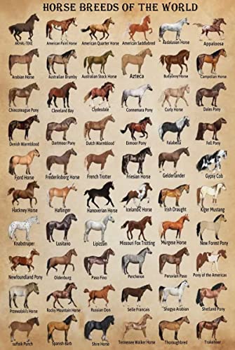 Horse Knowledge Metal Tin Sign Horse Breeds Of The World Retro Poster School Education Country Farm Cafe Living Room Bathroom Kitchen Home Art Wall Decoration Plaque Gift